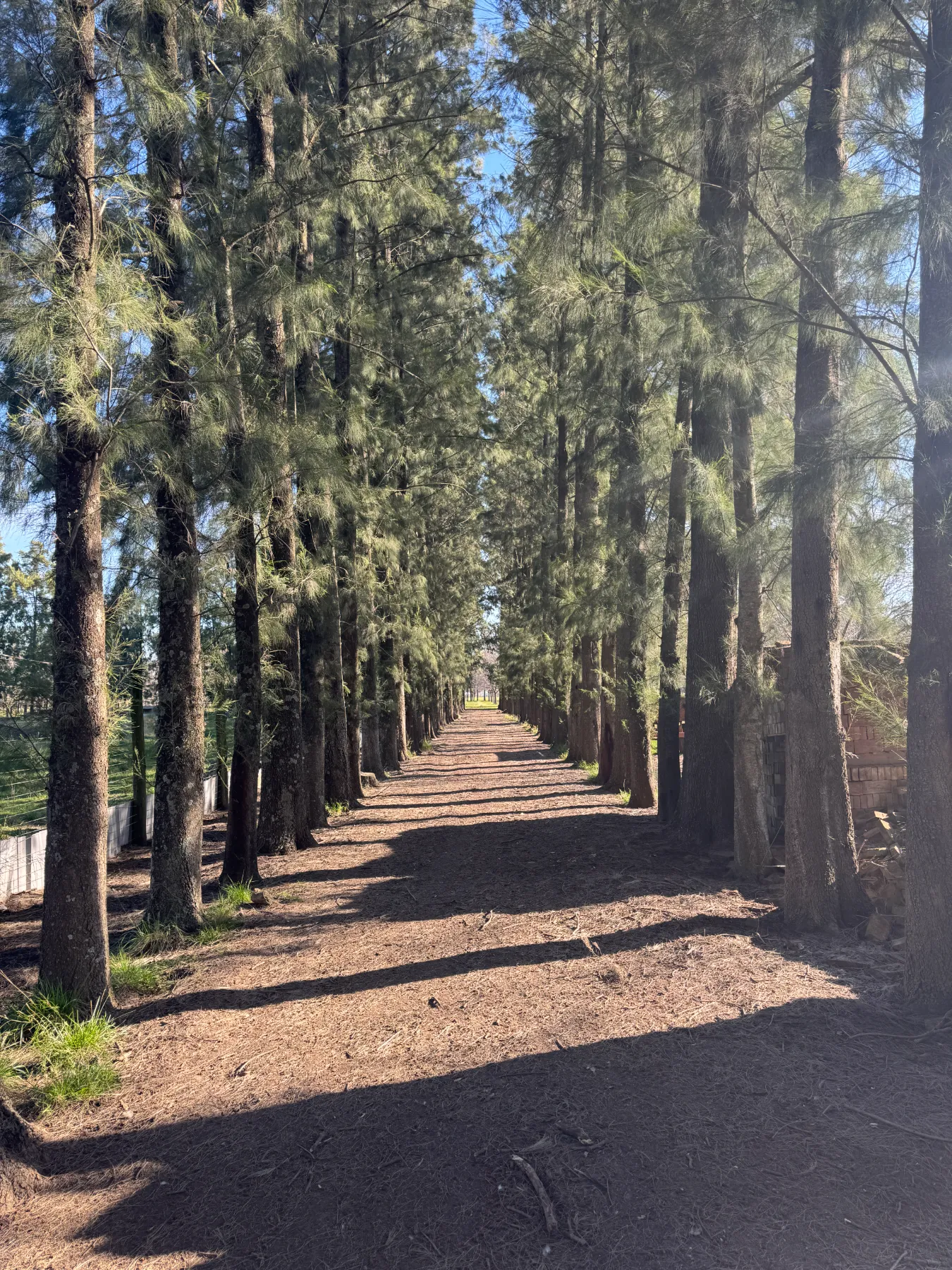 Plantación de nogales consolidada con casa e infraestructura productiva