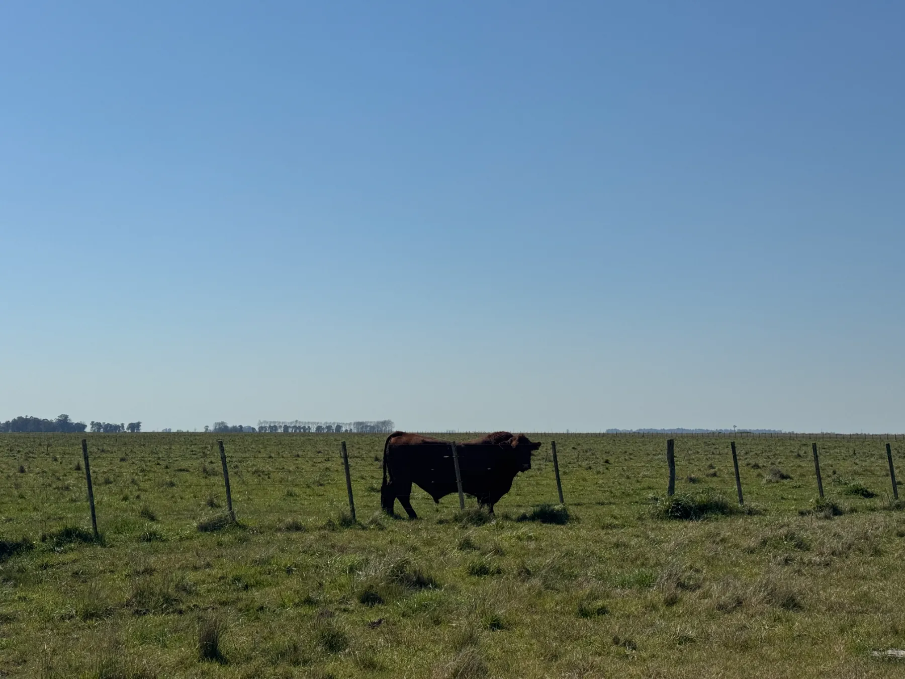 246 ha en Pila, Buenos Aires